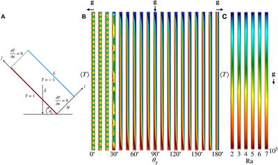 Parametric model-order-reduction development for unsteady convection